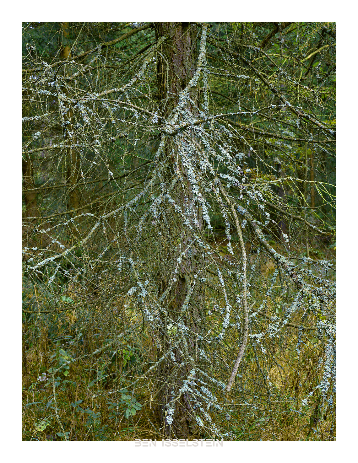 Flechten Lebensgemeinschaft