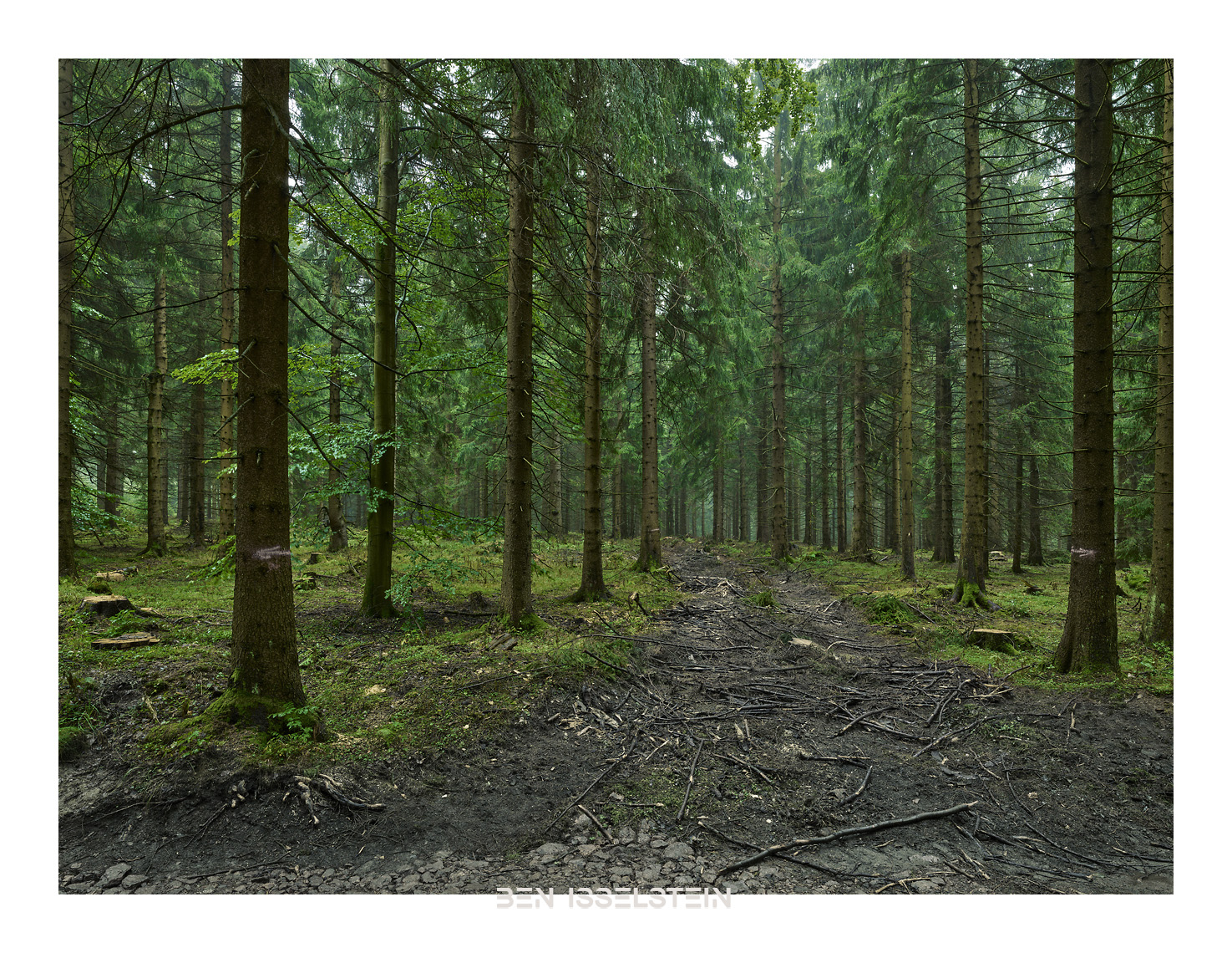 Waldwege Schneisen im Sachsenforst