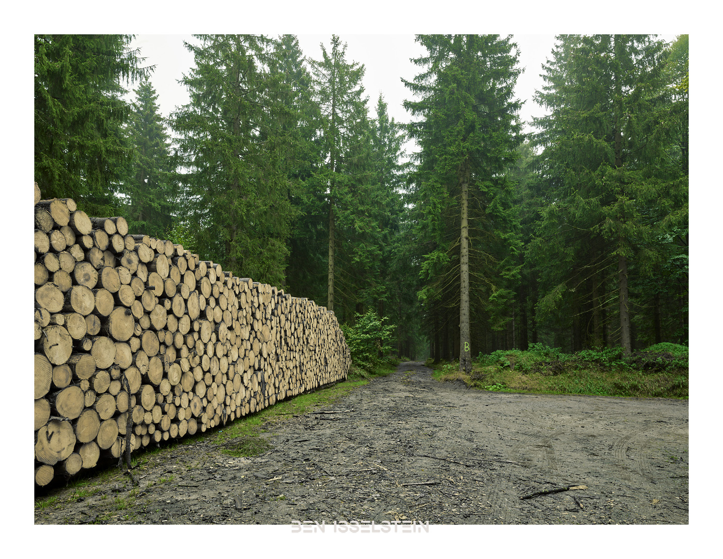 Fortwirtschaft im Sachsenforst